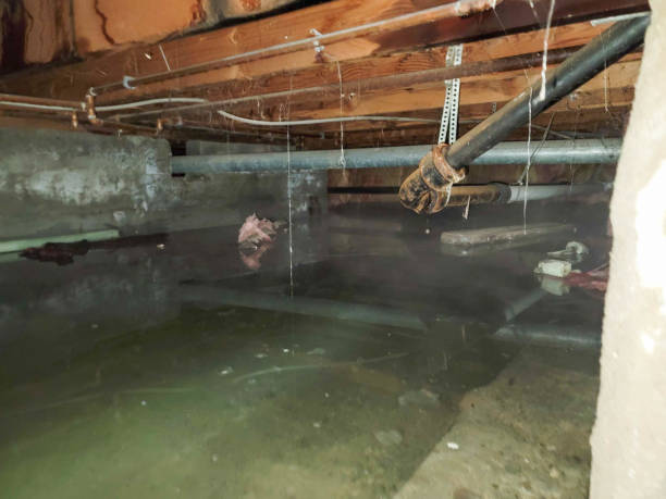 Best Commercial water damage restoration  in Roanoke, IL