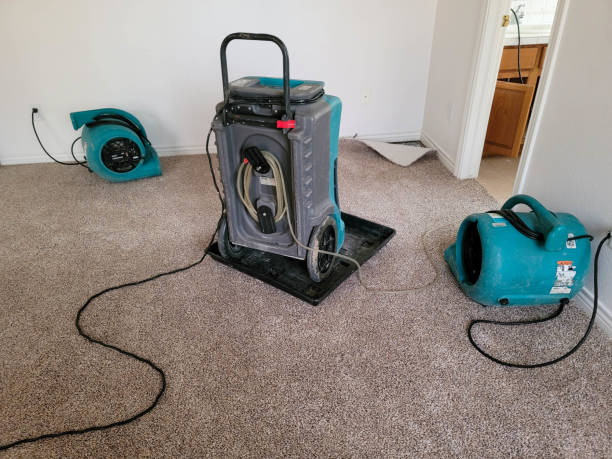 Best Water damage cleanup near me  in Roanoke, IL