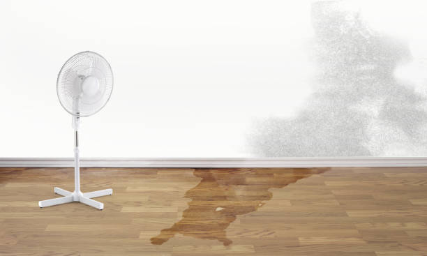 Best Ceiling water damage repair  in Roanoke, IL